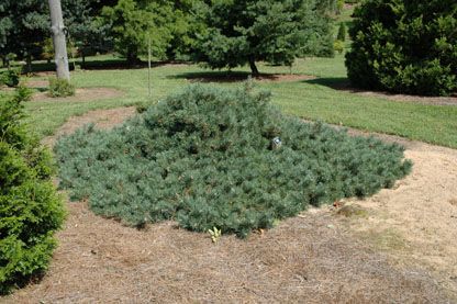Pinus sylvestris`Albynn's Prostrate'