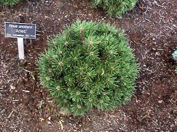 Pinus uncinata `Aries 14 WB'