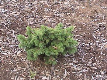 Picea smithiana `Balarat'