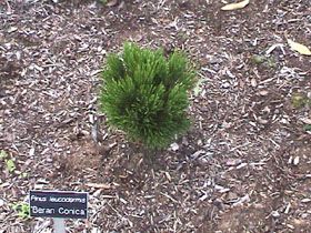 Pinus heldreichii `Beran Conica'