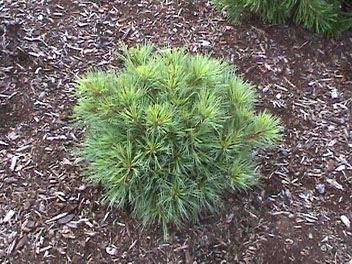 Pinus strobus `Beran'