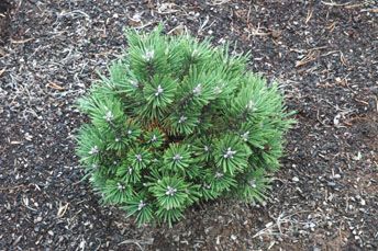 Pinus nigra `Birte'