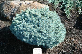 Picea pungens `Blue Pearl'