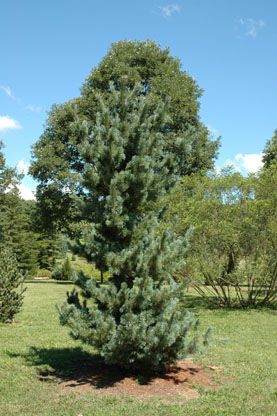 Pinus parviflora `Blue Wave'