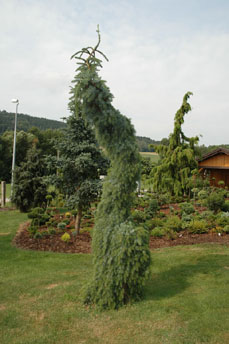 Picea omorika ` Pendula Bruns'