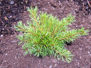Pinus parviflora `Cuddles'