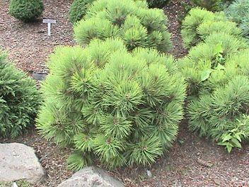 Pinus ponderosa `Dixie'