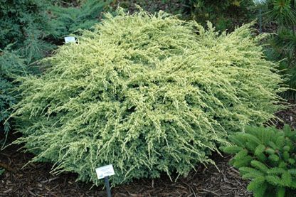 Juniperus squamata `Dream Joy'