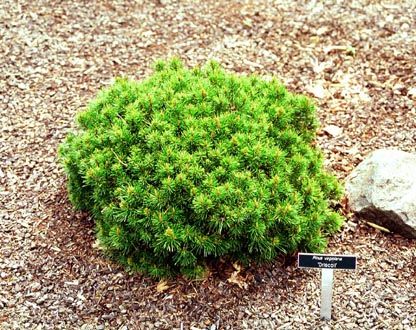 Pinus virginiana `Driscoll'