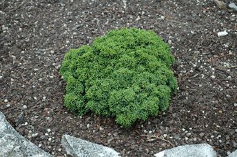 Juniperus chinensis `Dropmore'