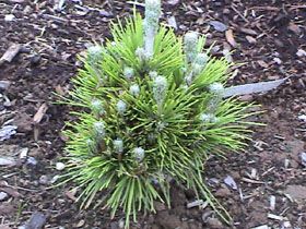 Pinus thunbergiana `Emery's Dwarf'
