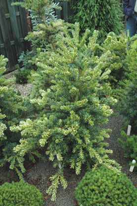 Pinus parviflora `Fukai'