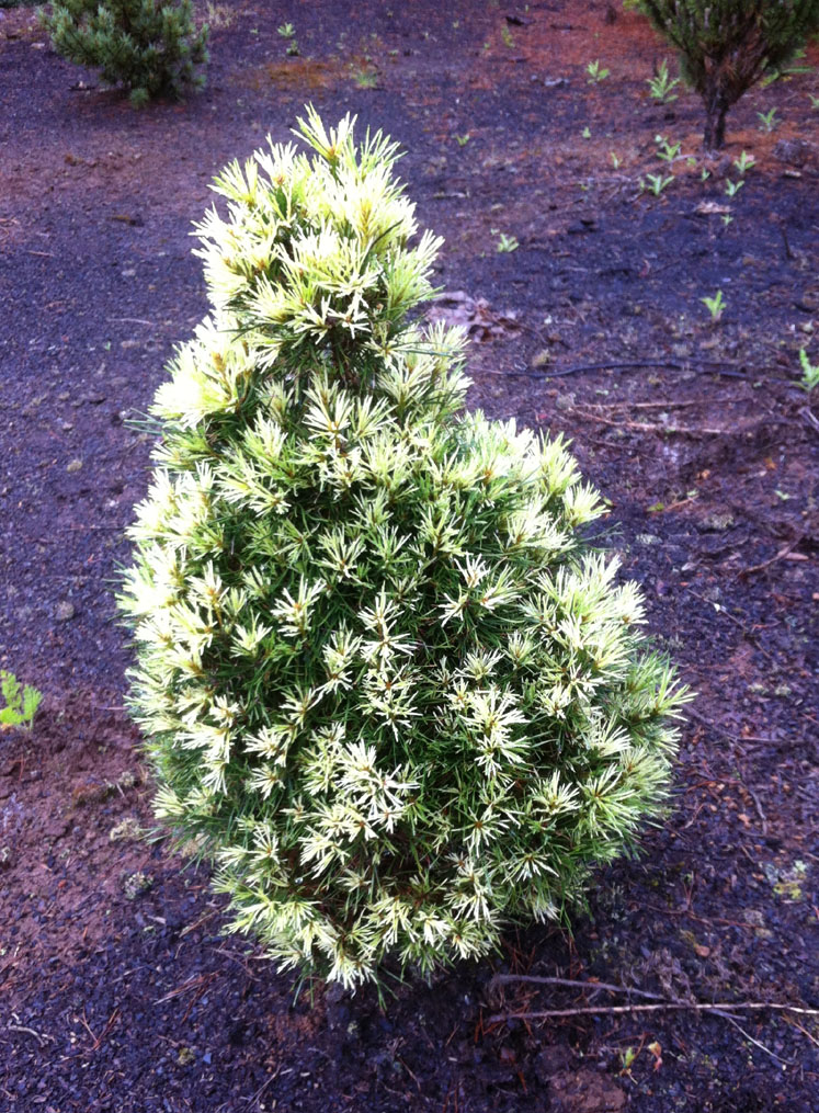 Pinus sylvestris `Genolier'