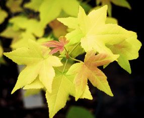Acer longipes 'Gold Coin'