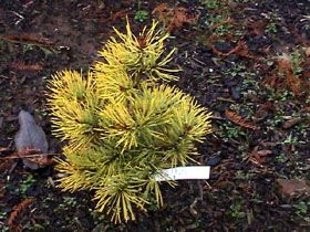Pinus sylvestris `Gold Medal'