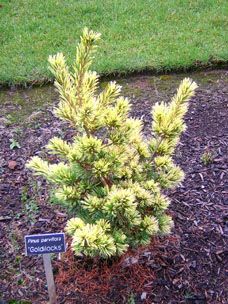 Pinus parviflora `Goldilocks'