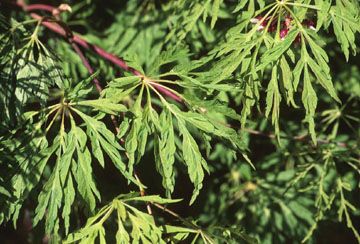 Acer japonicum `Green Cascade'
