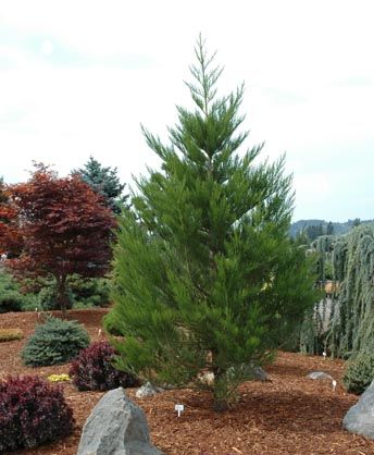 Sequoiadendron giganteum `Greenpeace'