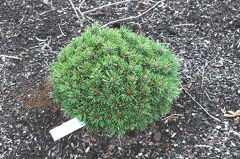 Pinus mugo `Horstmann HB'