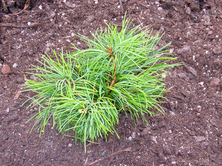 Pinus parviflora `Iona'