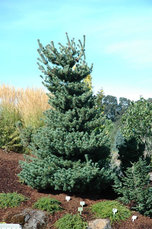 Pinus parviflora `pentaphylla Kanrico'