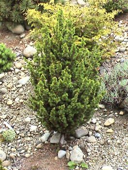 Cedrus brevifolia `Kenwith'