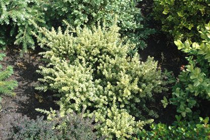Podocarpus alpinus `Killworth Cream'
