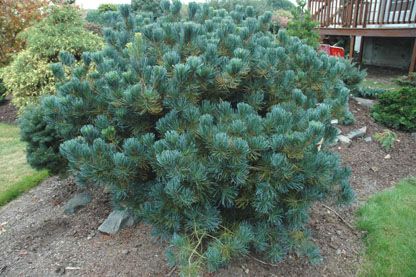 Pinus kwangtengensis