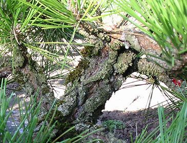 Pinus thunbergiana `Kyokko Yatsabusa'