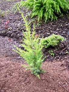 Juniperus communis `Lemon Spire'