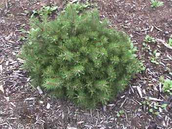 Pinus sylvestris `Little Broll'