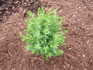 Juniperus communis `Little Pyramid'