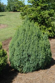 Juniperus squamata `Loderi'