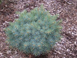 Picea pungens `Montana Ave.'