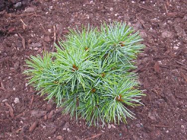 Pinus parviflora  `Billie'  (M-par 4)
