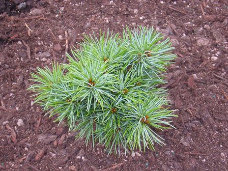 Pinus parviflora `Nellie D'   (M-par 6)