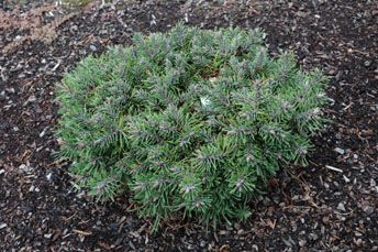 Pinus mugo `Nerost W/B'