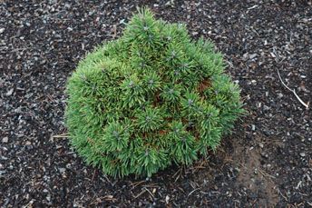Pinus uncinata `Offenpass'