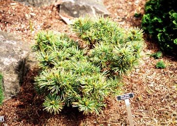 Pinus pumila `Prostrata'