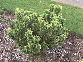 Pinus mugo `Pal Maleter'