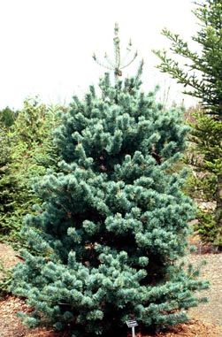 Pinus parviflora `Yatsubusa'