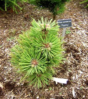 Pinus ponderosa `Penny'