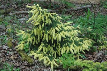 Picea abies `Perry's Gold'