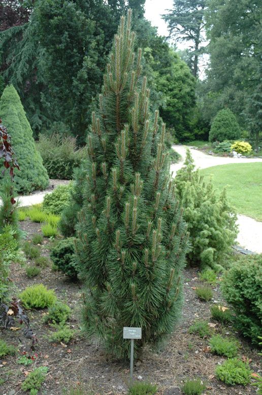 Pinus nigra `Frank'