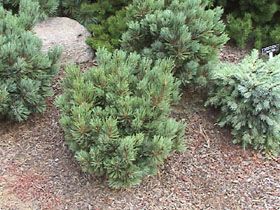 Pinus flexilis `Piute'