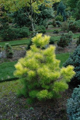 Pinus radiata `Aurea'