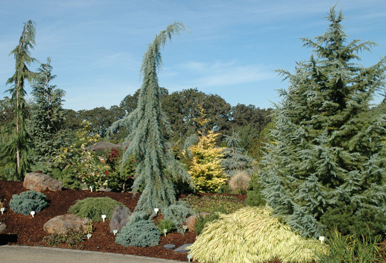 Cupressus glabra `Raywood's Weeping'