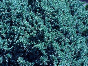 Juniperus squamata `Blue Star'