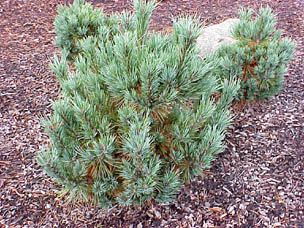 Pinus strobiformis `Loma Linda'