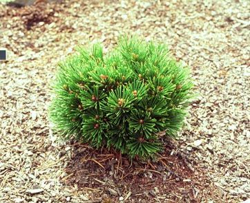 Pinus heldreichii `Smidtii'